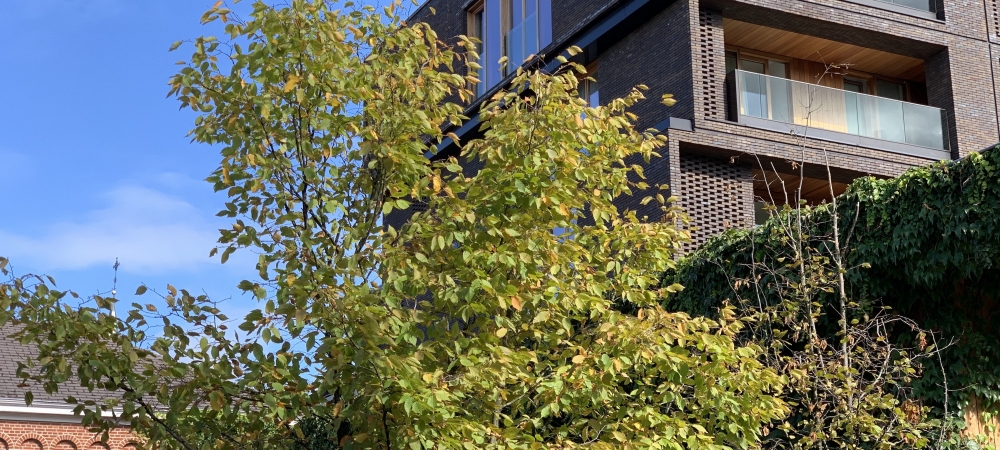 Clarenhof - Hasselt